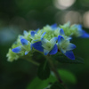 紫陽花