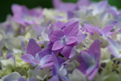 紫陽花