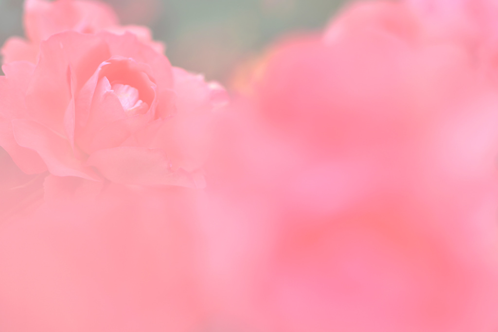 Rose garden