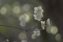白梅