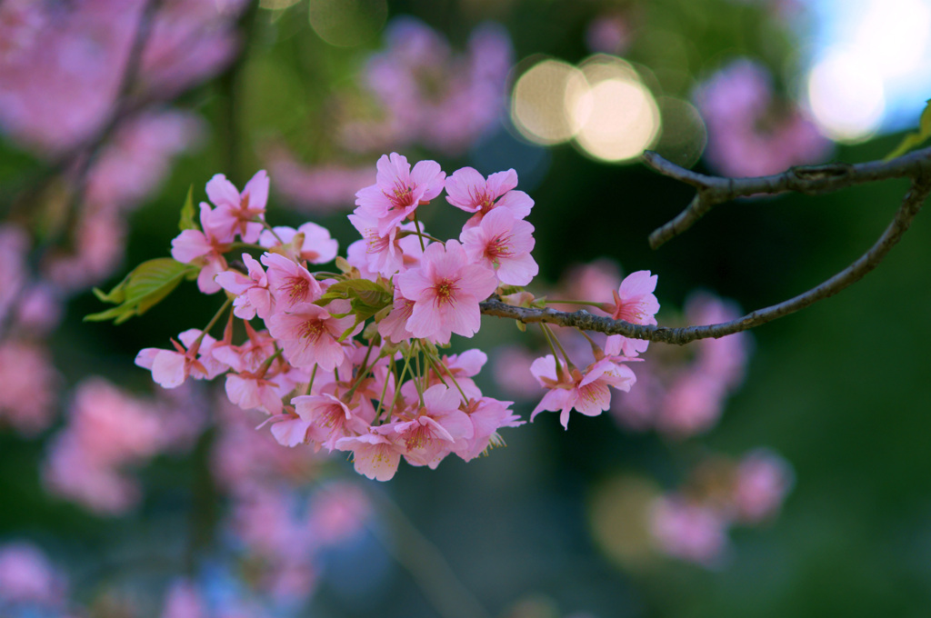 河津桜
