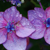 紫陽花