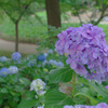 紫陽花
