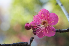 Smoke Gets In Your Eyes