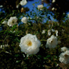 秋薔薇