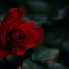 Rose Darling