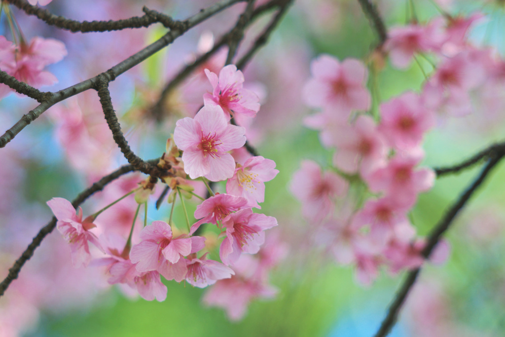 河津桜