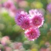  ポットマム（洋菊）