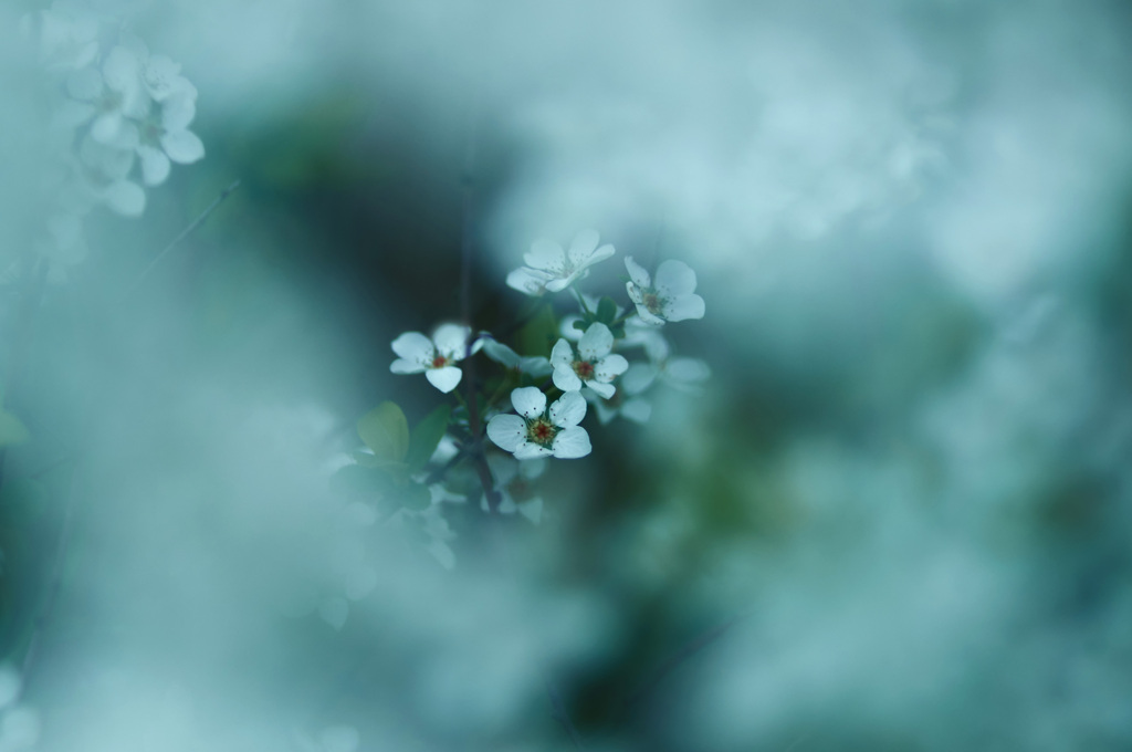 ユキヤナギ