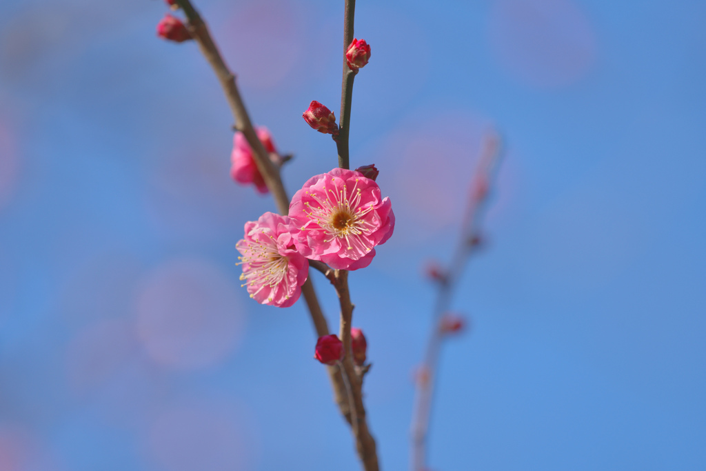 春咲小紅