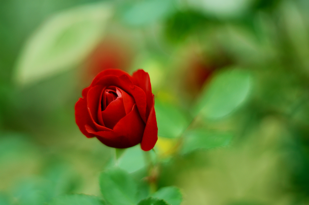 薔薇