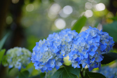 紫陽花