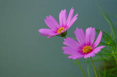 コスモス（秋桜）
