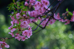 河津桜