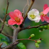 木瓜（ボケ）