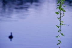 春江　水暖かにして　鴨先ず知る