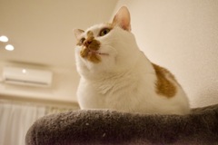 THEおだやか