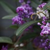 春花