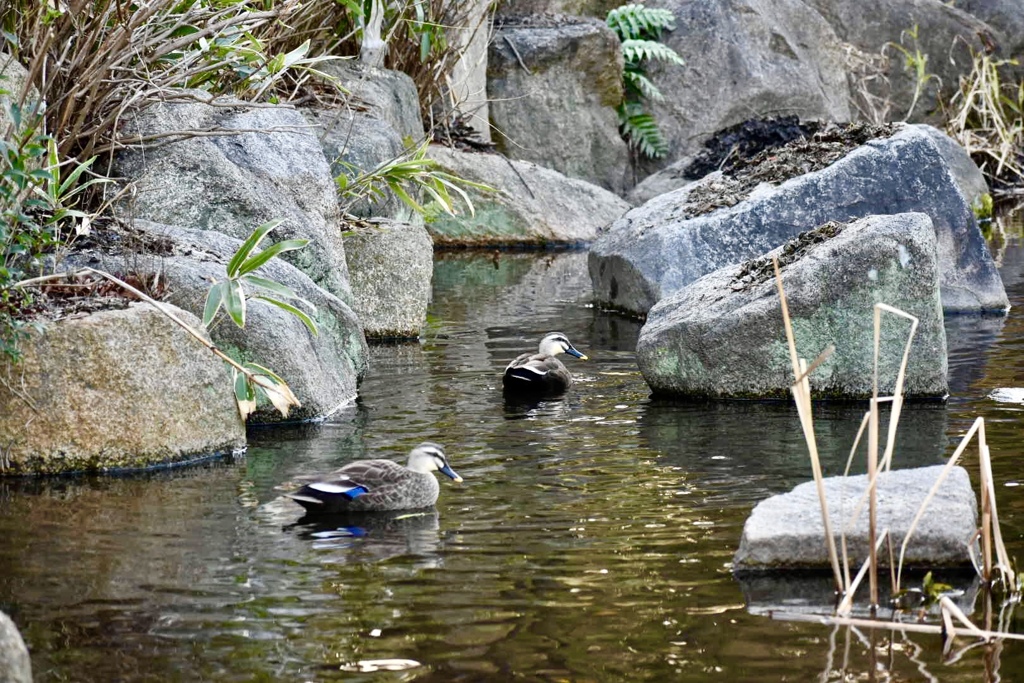 大阪城公園