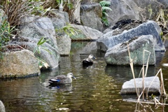 大阪城公園