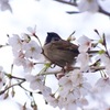 食べ疲れたか