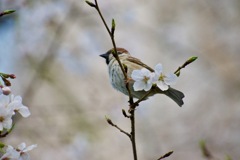 春を眺めとるか