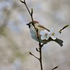 春を眺めとるか