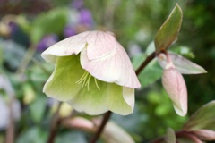 春花