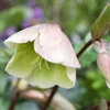 春花