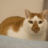 最近購入した無反発クッションも貴様に取られた！