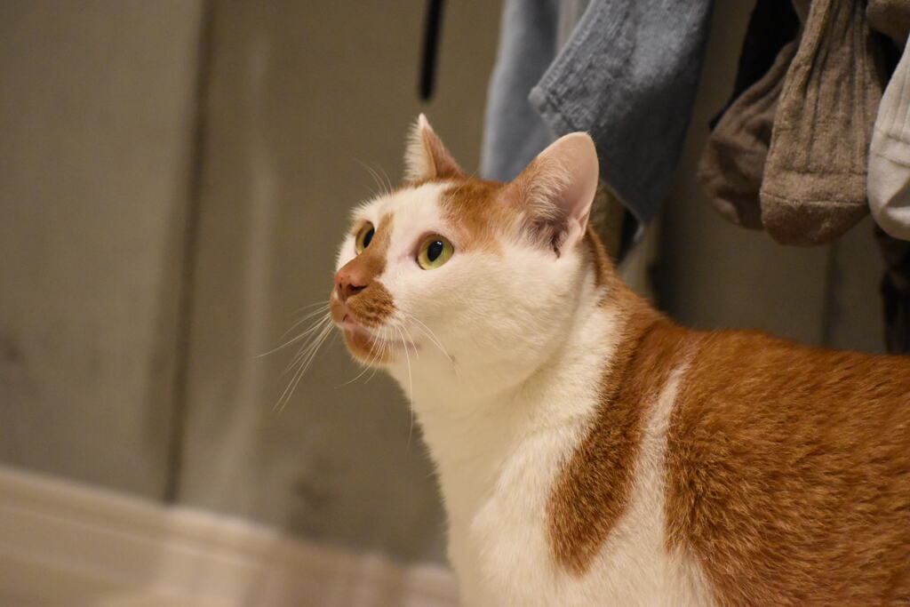 靴下の下で清々しく