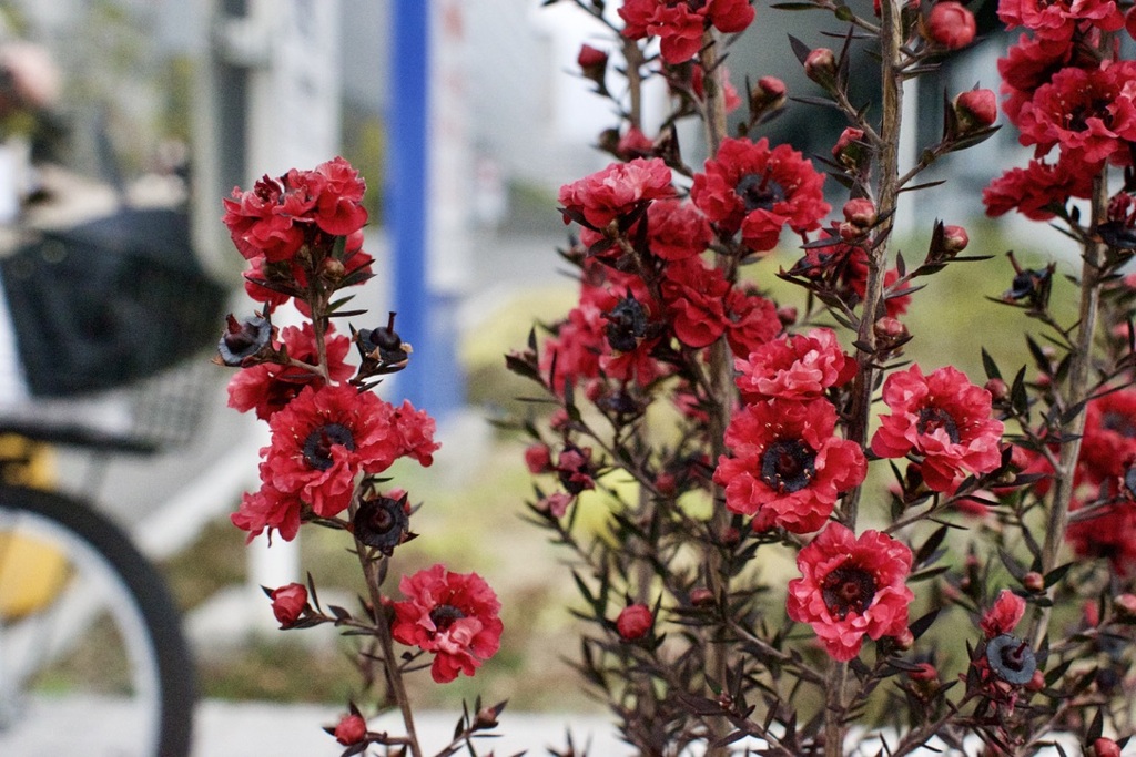 春花