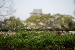 雪柳&微か大阪城