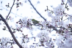 なんていう鳥？色がかわいい
