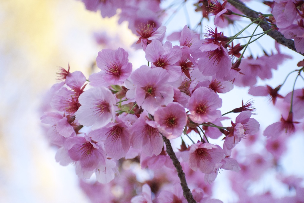 モモじゃない、なんちゃら桜であーる