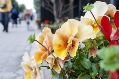 春花