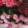 春花