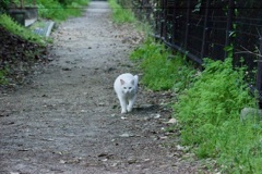 トロロ世界の白猫
