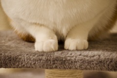 もふもふもふ