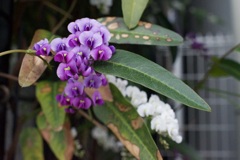 春花