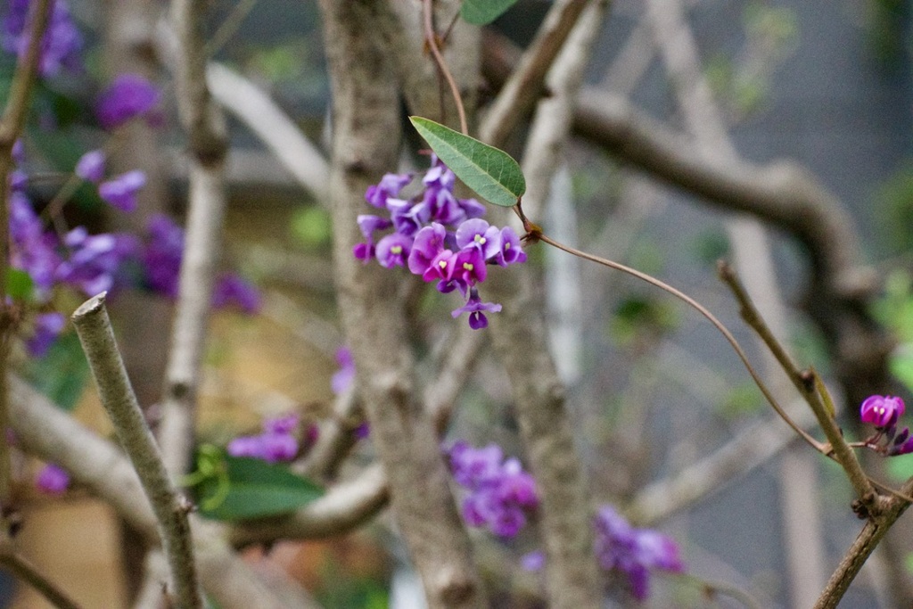 春花