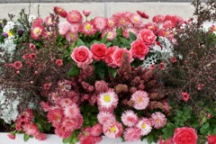 春花