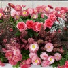 春花