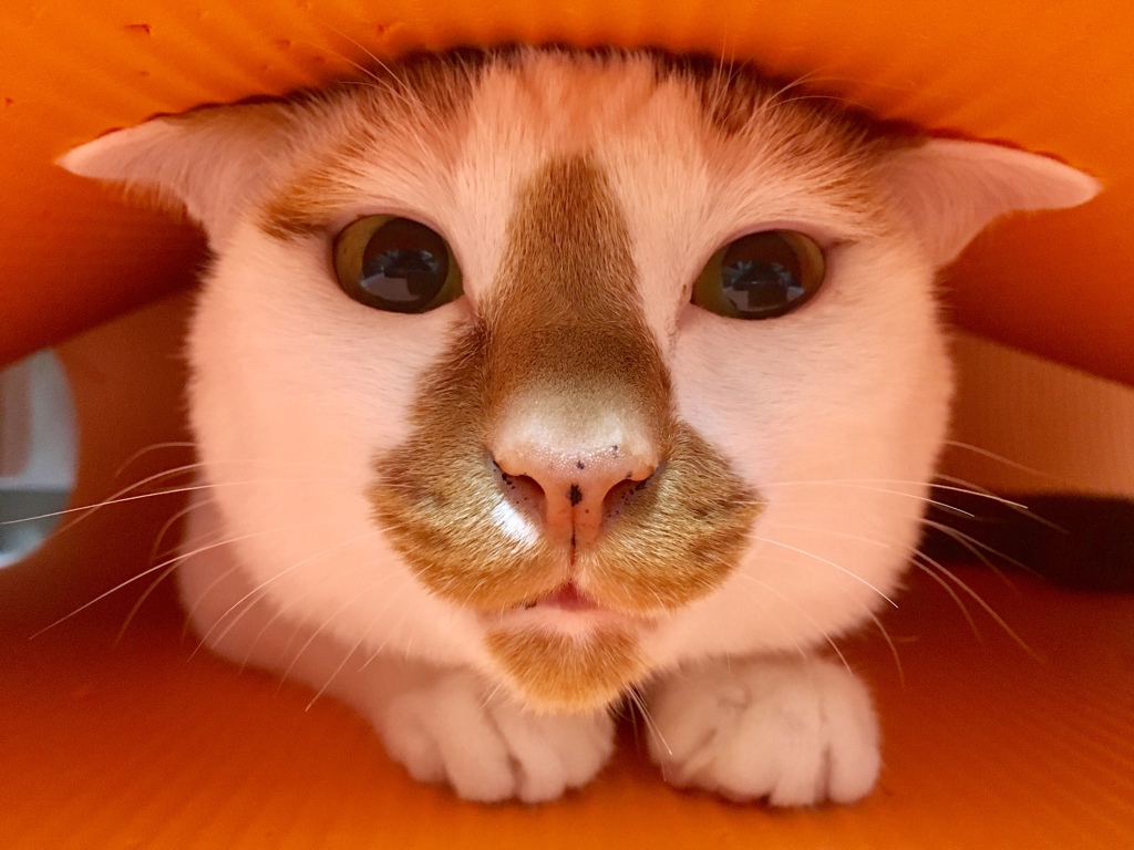 猫ヨガ