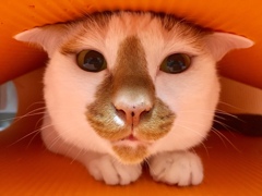 猫ヨガ