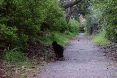 トロロ世界の黒猫
