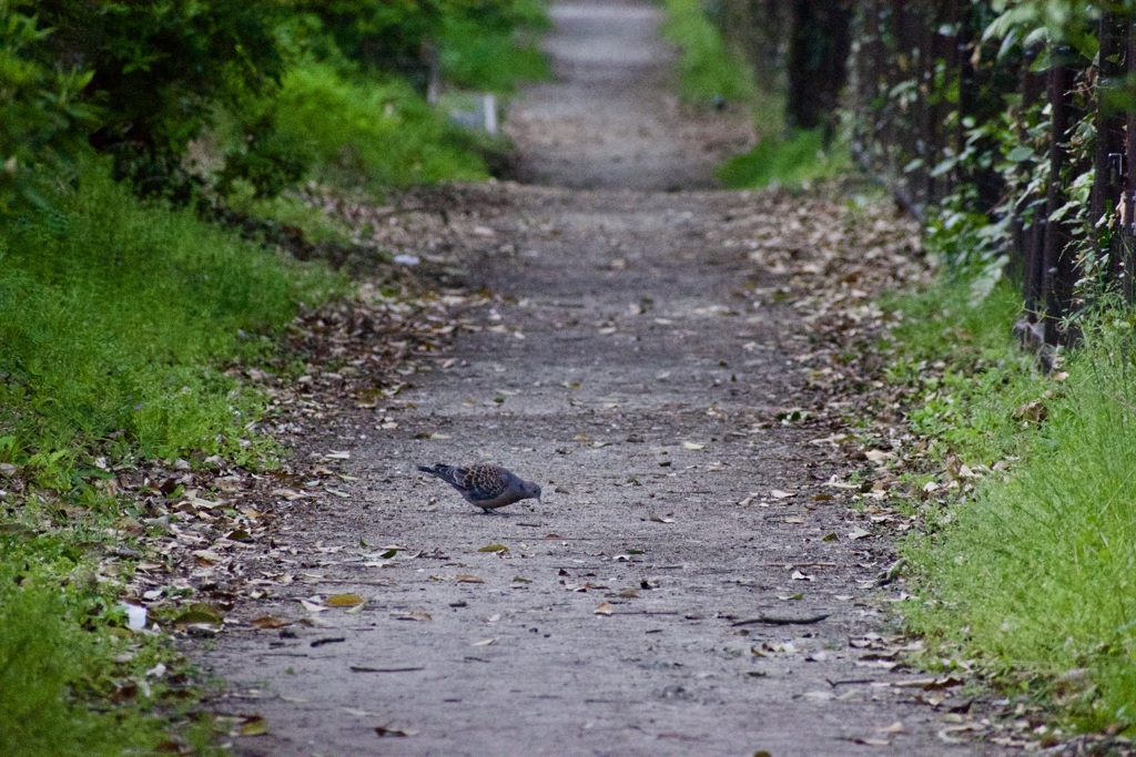 トロロ世界の鳩