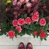 春花