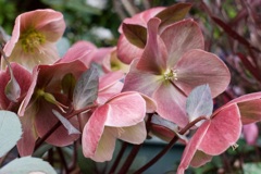 春花