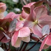 春花